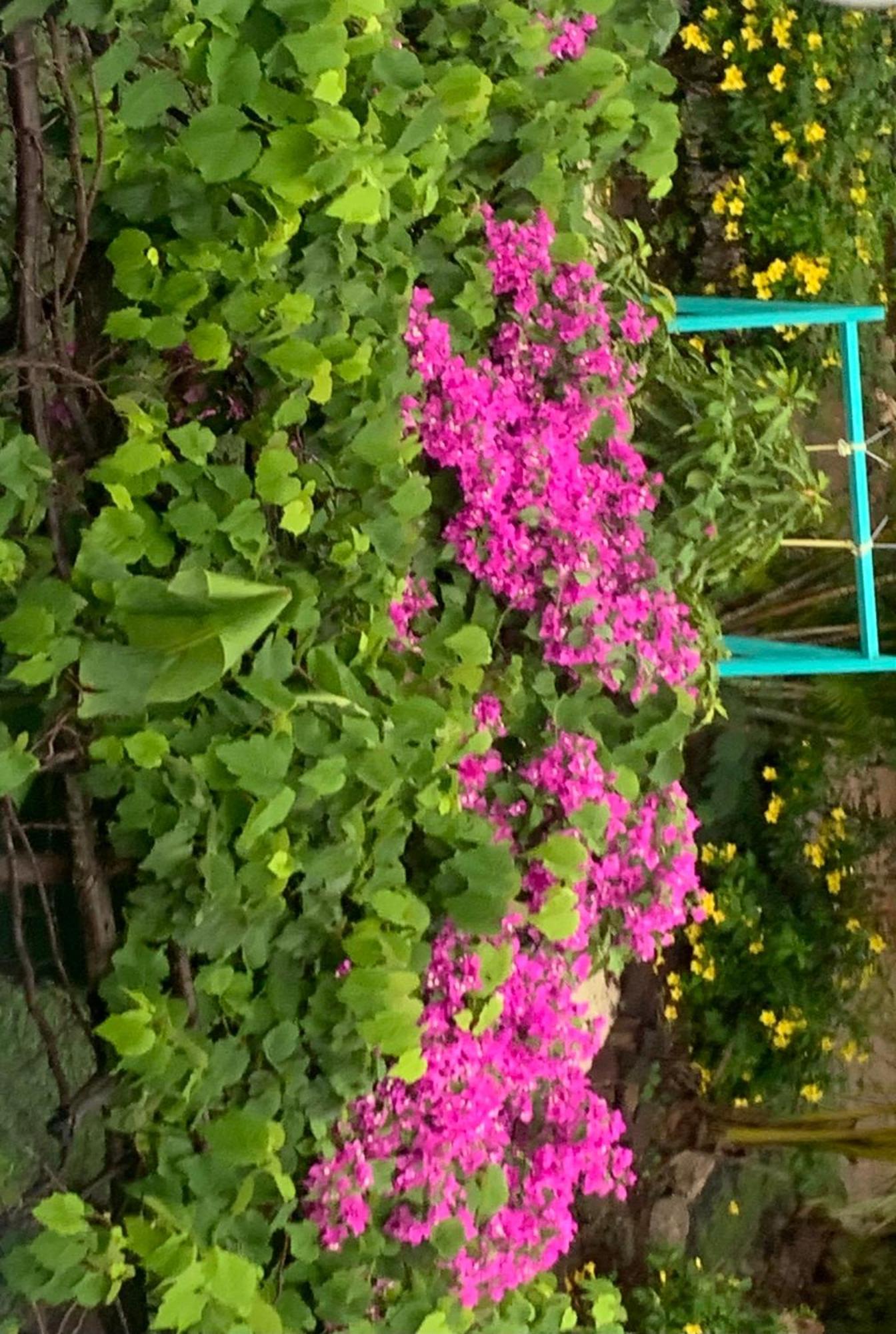Lily Pad Lodge Bambou المظهر الخارجي الصورة